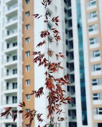 Low angle view of tree against building