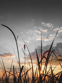 Close-up of silhouette plants on field against sky during sunset