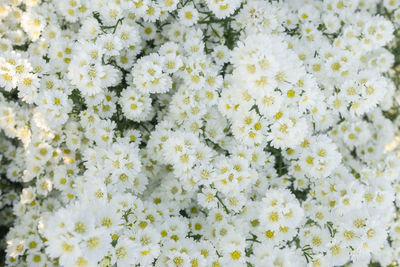 Full frame shot of white flowering plants