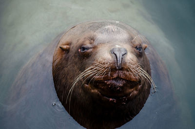 High angle view of sea lion