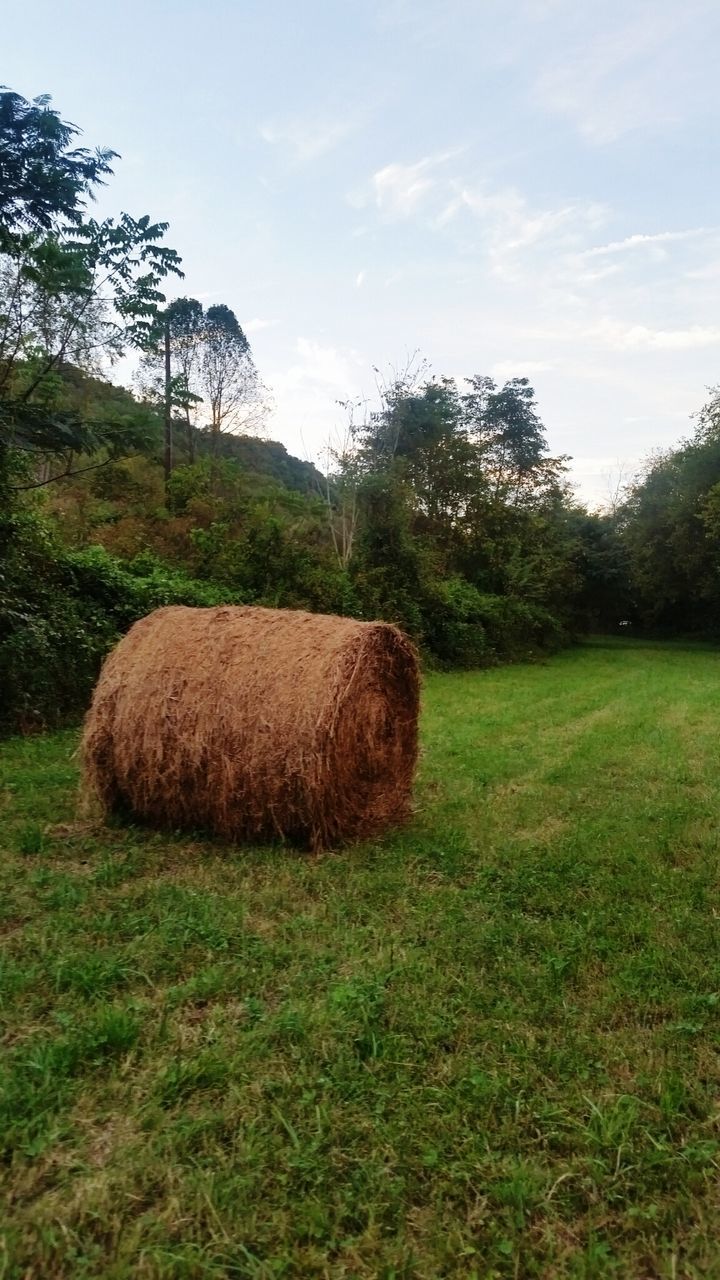 grass, field, tree, tranquility, landscape, sky, tranquil scene, growth, nature, rural scene, agriculture, grassy, beauty in nature, scenics, green color, hay, bale, day, farm, no people