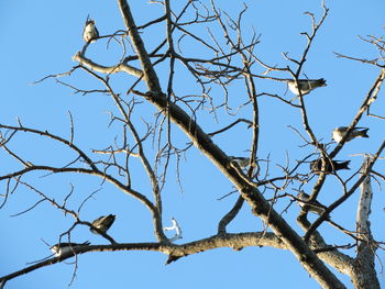 Low angle view of bird flying against clear sky