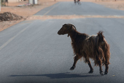 Side view of goat walking on road