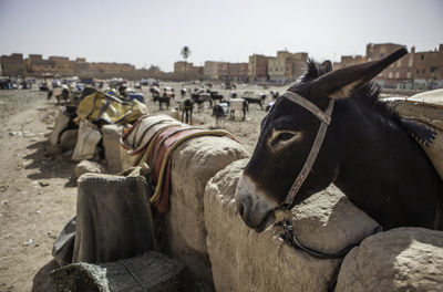 Close-up of horse against sky
