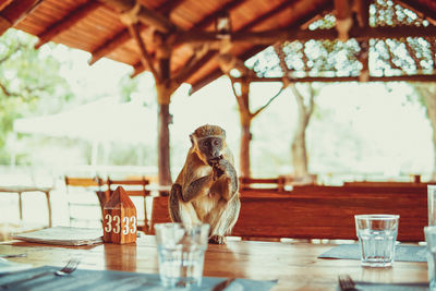 View of an insect on table