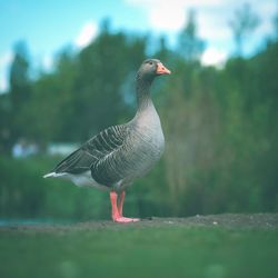 Close-up of bird perching on a land