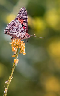 beauty in nature