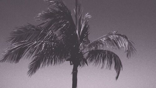 Low angle view of palm tree against clear sky