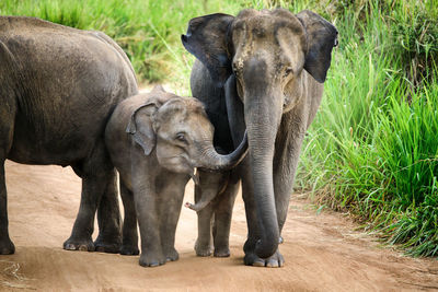 Elephant standing in a farm