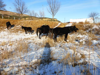 Horses on snow covered field