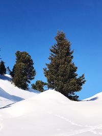 Pine trees on snow covered mountains against clear blue sky