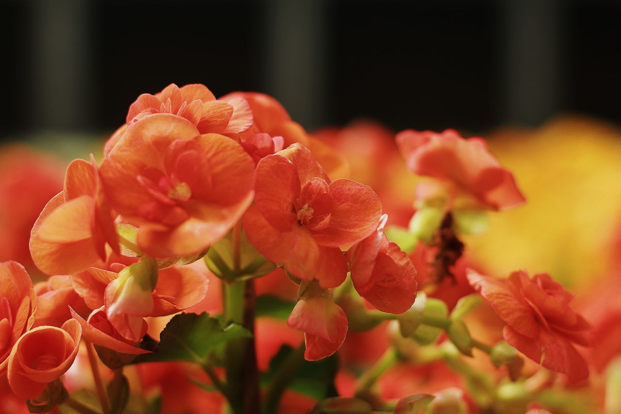 flower, flowering plant, petal, beauty in nature, vulnerability, freshness, fragility, plant, growth, flower head, close-up, inflorescence, selective focus, nature, focus on foreground, no people, outdoors, day, red, sunlight