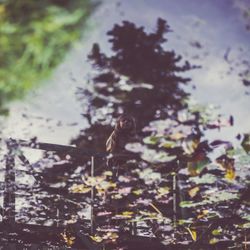 Reflection of girl in water surface