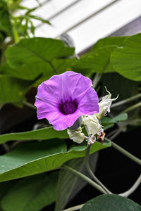Close-up of purple flowering plant