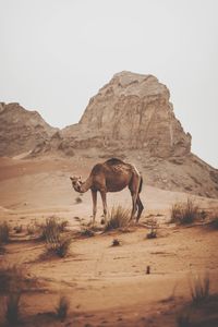 Horses in a desert