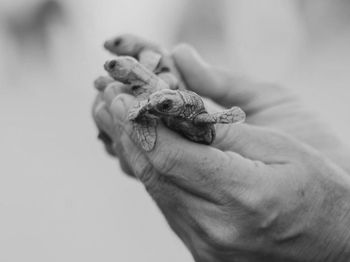 Close-up of hand holding lizard