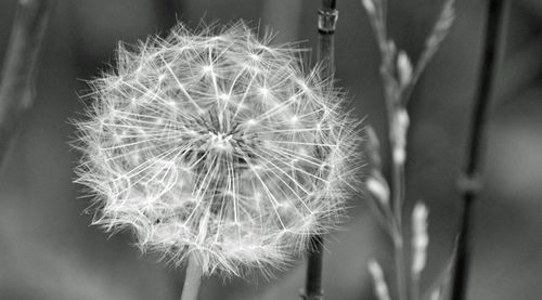 Close-up of dandelion flower