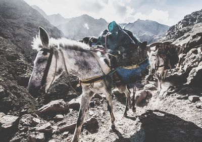 Horses carrying materials on mountain