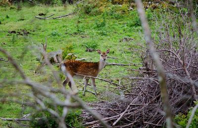 Animal on field in forest