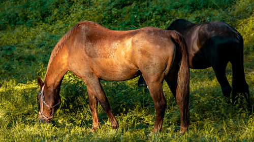 Horse standing in a field