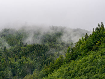 Trees in forest against sky during foggy weather