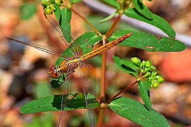 CLOSE-UP OF INSECT ON PLANT