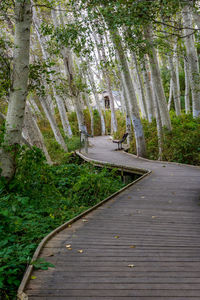 Footpath amidst trees in forest