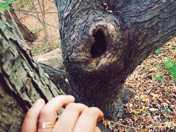 Close-up of person hand holding tree trunk in forest