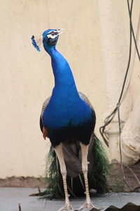 Close-up of peacock perching outdoors