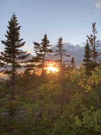 Trees growing in forest against sky during sunset