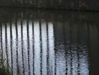 Reflection of trees in lake