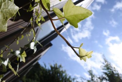 Low angle view of flower tree against sky