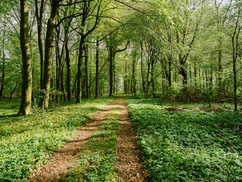 Trail amidst trees in forest