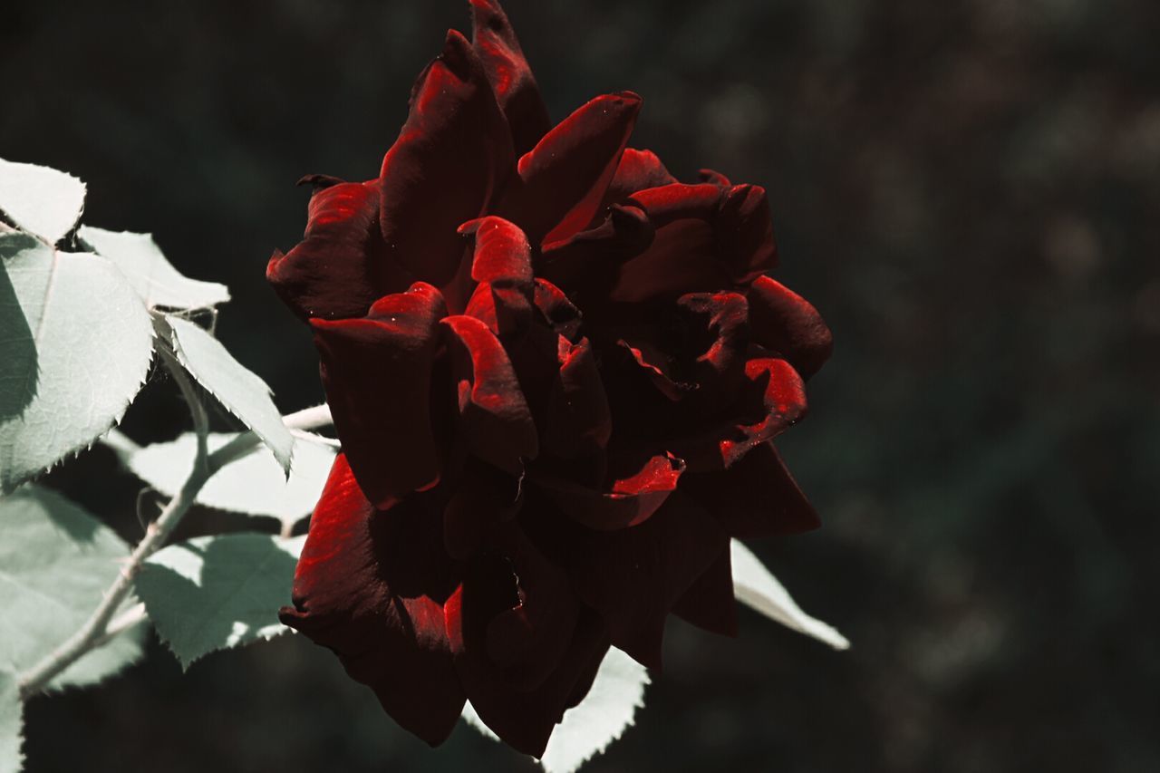 CLOSE-UP OF RED ROSE