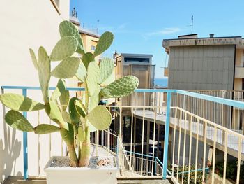 Cactus growing against sky