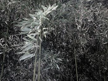 Plants growing on field