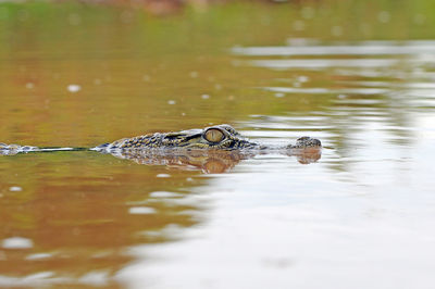 Close-up of turtle swimming in water