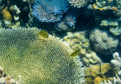 View of fish swimming in sea