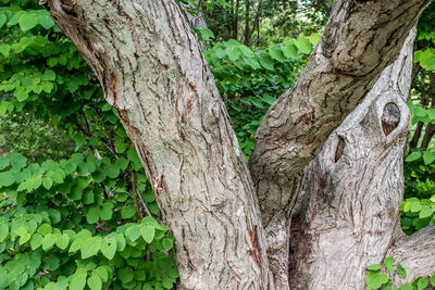 Close-up of tree trunk