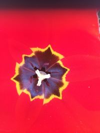 Close-up of red rose flower