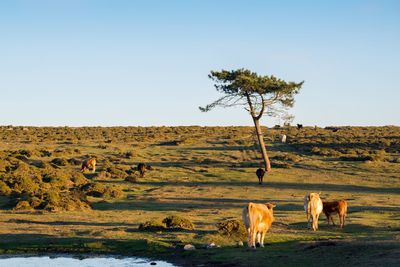 Cows grazing in the field at sunset