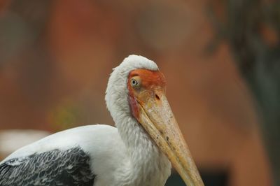 Close-up of a cute bird looking away