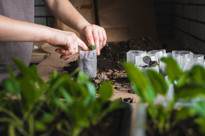 Midsection of person preparing food on plant