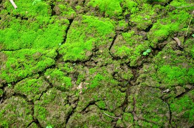 Full frame shot of moss on rock