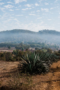 Plants growing on land against sky