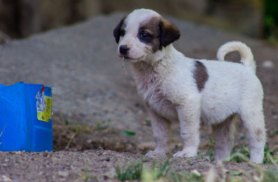 Dog looking away