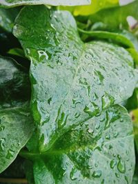 Close-up of leaves