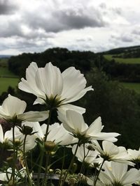 Close-up of white flowers blooming against sky