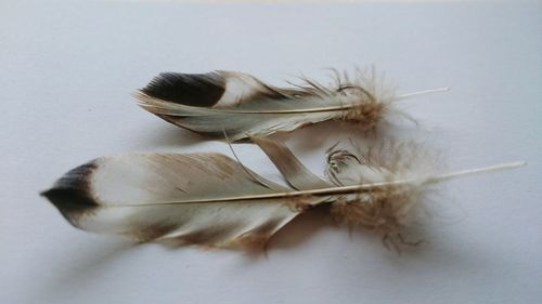 Close-up of feather on table
