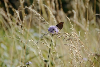 Close-up of purple flowering plant on field